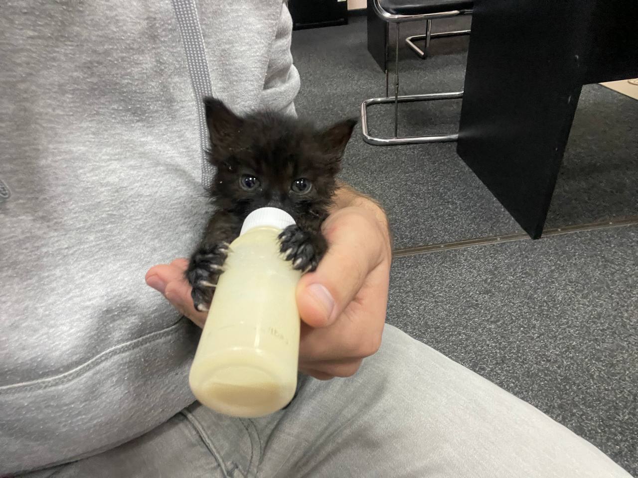 Кототерапія 